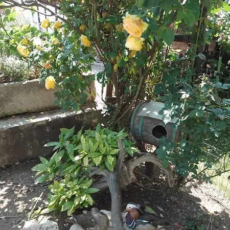 בית הארחה Amazonka